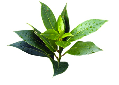 Tea Tree Essential Oil