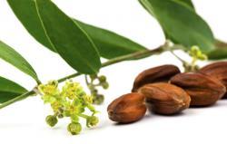 Jojoba Essential Oil